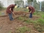 Preparação do terreno da horta II